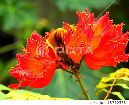 燃えているようなカエンボクの花 13750578