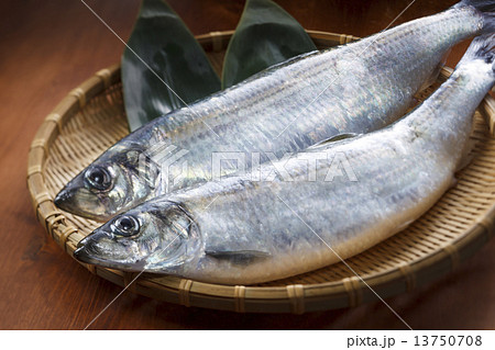 にしん にしん 13750708