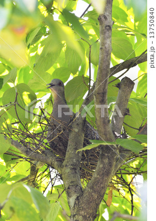 巣ごもりのキジバト 巣ごもりのキジバト 13750840