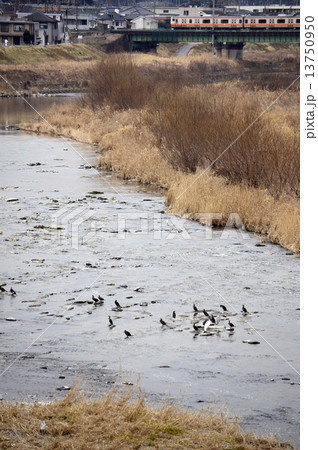 多摩川を渡る中央線 多摩川を渡る中央線 13750950