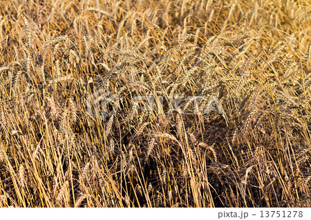 ripe wheat ears close up as background 13751278