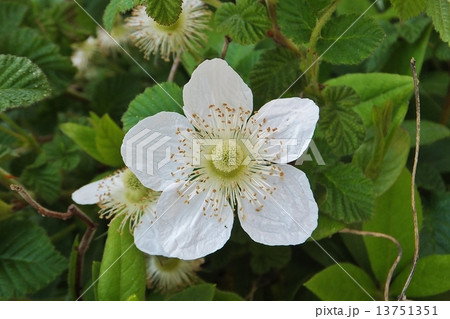 くさいちご 13751351