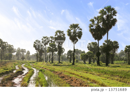 Palmyra palm 13751689