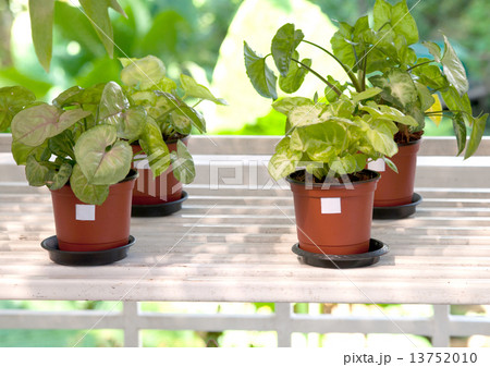 indoor plants in flowerpots indoor plants in flowerpots 13752010