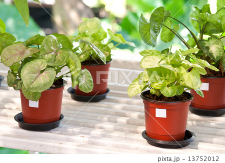 indoor plants in flowerpots 13752012