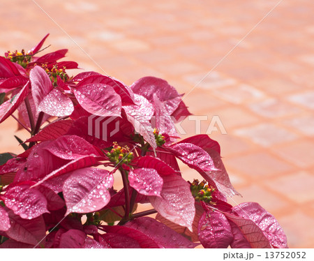 Beautiful flower  . 13752052