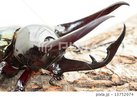 コーカサスオオカブトの樹皮の上で　白バック 13752074