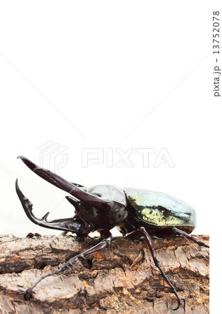コーカサスオオカブトの樹皮の上で　白バック 13752078