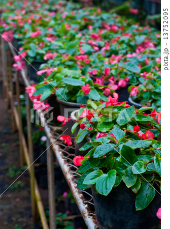 Beautiful flower  . 13752095