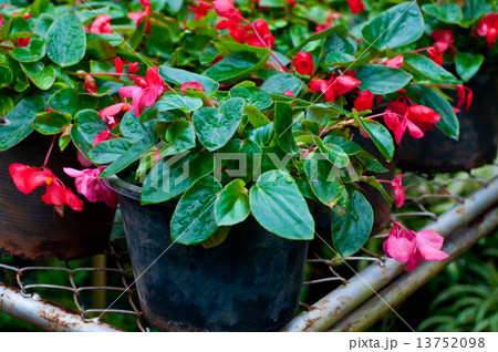 Beautiful flower . Beautiful flower . 13752098