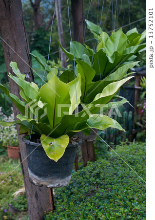 indoor plants . 13752101