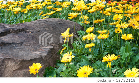 beautiful flower in garden. beautiful flower in garden. 13752119
