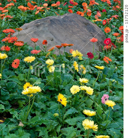 beautiful  flower in garden. 13752120