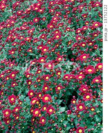 beautiful  flower in garden. 13752122