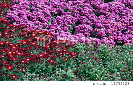 beautiful flower in garden. beautiful flower in garden. 13752123
