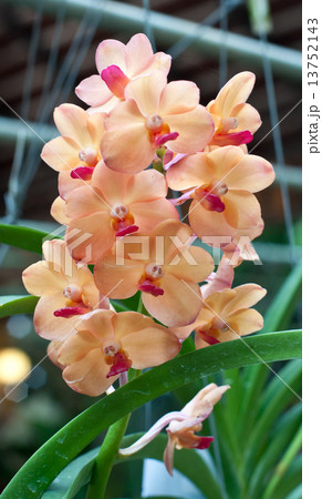 Orchid Flowers Orchid Flowers 13752143