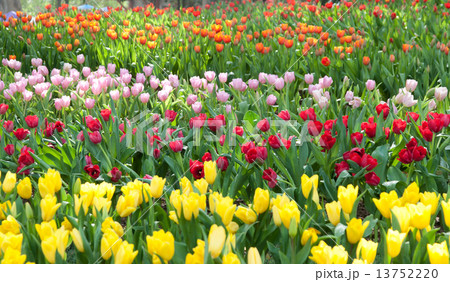 beautiful  flower in garden. beautiful  flower in garden. 13752220