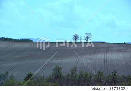 北海道の農園 北海道の農園 13753024