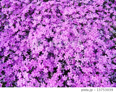 芝桜～花のじゅうたん～ 13753039