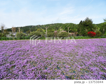 一面の芝桜~花のじゅうたん~ 一面の芝桜~花のじゅうたん~ 13753044