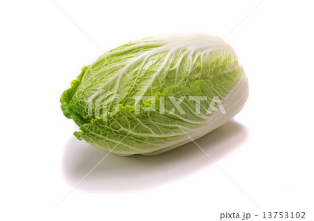 白菜 白菜 13753102