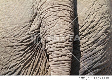 ゾウ　尻尾 13753116