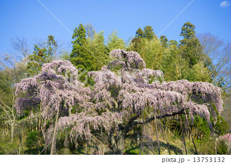 紅枝垂地蔵桜 13753132