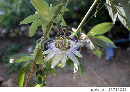 Passion Flower 13753231
