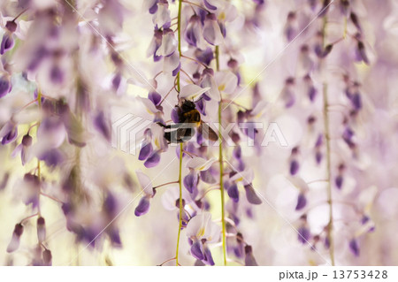 骨波田のフジ 13753428