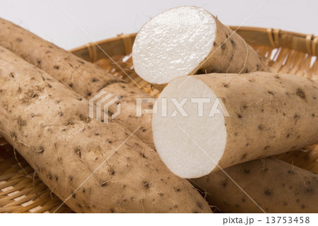 長芋 長芋 13753458