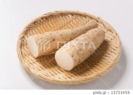 長芋 13753459