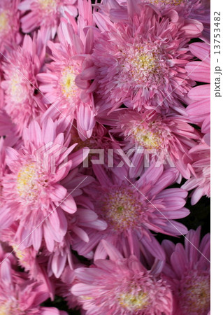 ピンク色の菊の花 13753482