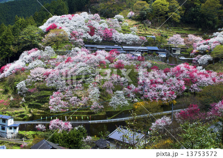 花桃の里 花桃の里 13753572