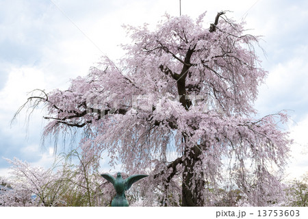円山公園　祇園枝垂れ桜 13753603