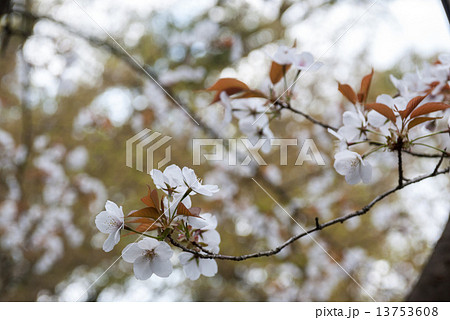 京都御苑　宗像神社　元左近の桜 13753608