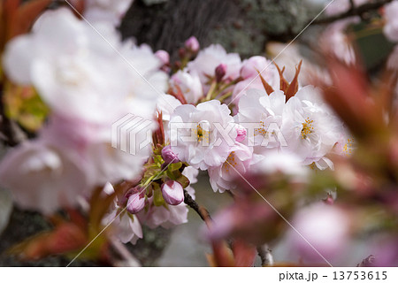 京都御苑 桜 京都御苑 桜 13753615