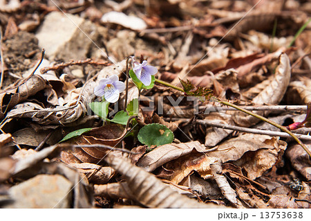 スミレ 13753638