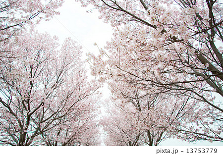 桜 13753779