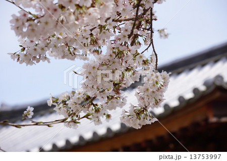 桜の花 桜の花 13753997