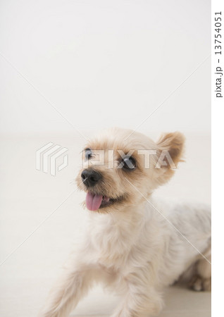子犬 ヨークシャーテリア 子犬 ヨークシャーテリア 13754051