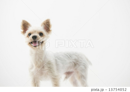 子犬 ヨークシャーテリア 子犬 ヨークシャーテリア 13754052