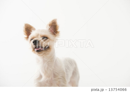 子犬　ヨークシャーテリア 13754066