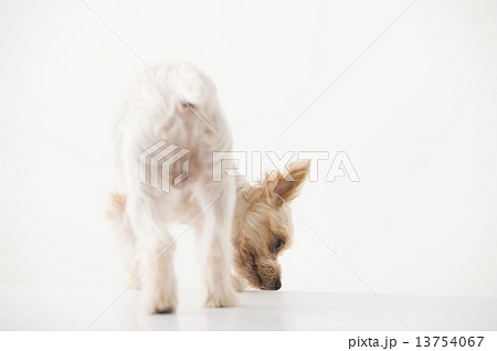 子犬　ヨークシャーテリア 13754067
