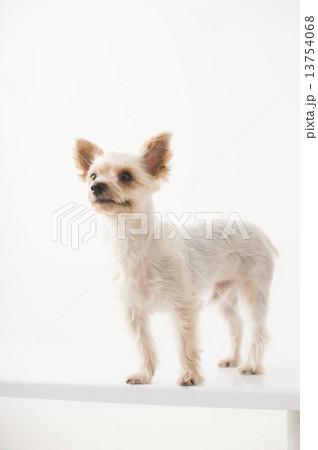 子犬　ヨークシャーテリア 13754068