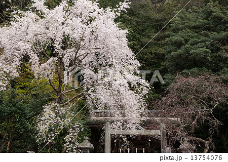 大豊神社　枝垂れ桜 13754076