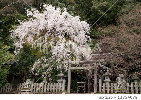 大豊神社 枝垂れ桜 大豊神社 枝垂れ桜 13754078