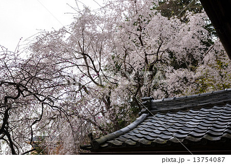 大豊神社 枝垂れ桜 大豊神社 枝垂れ桜 13754087