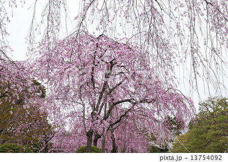 清流亭の枝垂れ糸桜 清流亭の枝垂れ糸桜 13754092