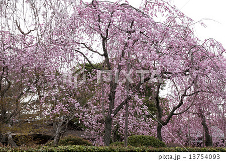 清流亭の枝垂れ糸桜 13754093
