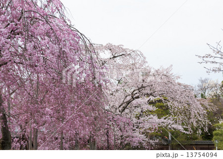 清流亭の枝垂れ糸桜 13754094
